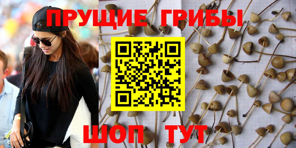 Псилоцибиновые грибы прущие грибы  Вход с VPN  Майский  Галлюциногенные грибы Psilocybine cubensis 